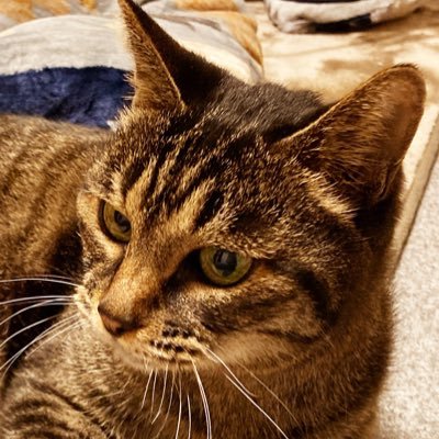 ファンアート→アイマス、NIKKEなど。アイコンの飼い猫は20歳で天国に旅立ちました。Misskey(https://t.co/N7BlxE0vwD) / Skeb(https://t.co/AZRE0QPIOe)