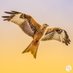 David Kennedy, Place Images Photography (@placeimages) Twitter profile photo David Kennedy, Place Images Photography (@placeimages) Twitter profile photo