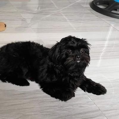 krhyslk's profile picture. .