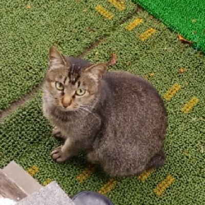 menmadiang77620's profile picture. 人見知りののんちゃんです。
令和元年５月指定難病ベーチェット病発症
発達障害(PDD,ADHD,LD)。障害者３級、知恵遅れあり。
みやぎ連帯ユニオン所属。
倉木麻衣さんファン。
東北楽天イーグルス応援 、瀧中投手、石原捕手推し