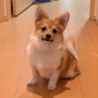 iroha20221101's profile picture. いろは：2022.11.1生まれ ポメラニアン×コーギーMIX    ときわ：2023.11.4生まれ ポメラニアン×チワワMIX お父さんポメが一緒の兄弟です