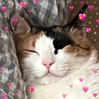 김번복블타 TAT (@blta_jeno) 's Twitter Profile