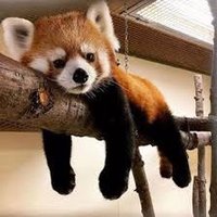 Red Panda 🇺🇸❤️🇺🇦🇨🇦 (@redpandaspirit) 's Twitter Profile