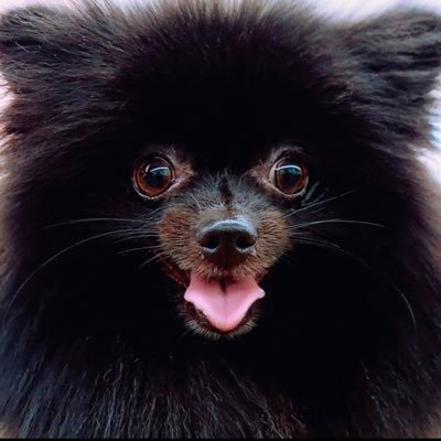 Black Pomeranian / Ryo Yoneda / Programmer / VJ