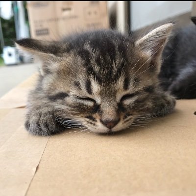 neko_da_i_su_ki's profile picture. 西片梨帆さん/二段優希さん