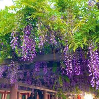 ろんず🇫🇷🦎🩶 (@bronze1206) 's Twitter Profile Photo