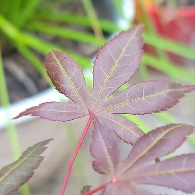 PapaMktg's profile picture. Commercial leader with an interest in the life science and crypto spaces.