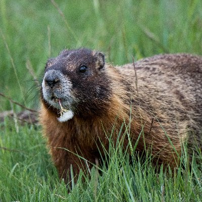 Science and conservation for the world’s 3200+ small mammal species 🐿️🐀🦔🐭