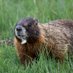 IUCN SSC Small Mammal SG (@iucn_smsg) Twitter profile photo