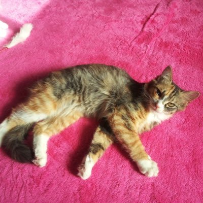動物(医者の言うこと全てが当たり前では無い。自分達もちゃんとした知識を身につけて。ステロイド &インターフェロンは時として毒になる!腎不全末期で皮下点滴は延命ではない‼️尿毒症を和らげる為にどうか末期の子でも皮下点滴(自宅で毎日)尿毒症で亡くなる子苦しみながら亡くなります。貧血の酷い子【こどもレバコール】
