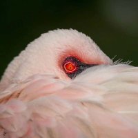 Oedipus Rex (@rexide8) 's Twitter Profile