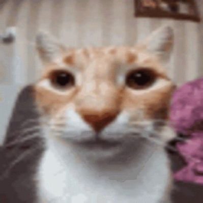 firmnugget's profile picture. ._.