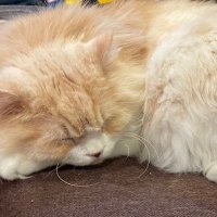 どらごん (@ryu_air_cat) 's Twitter Profile