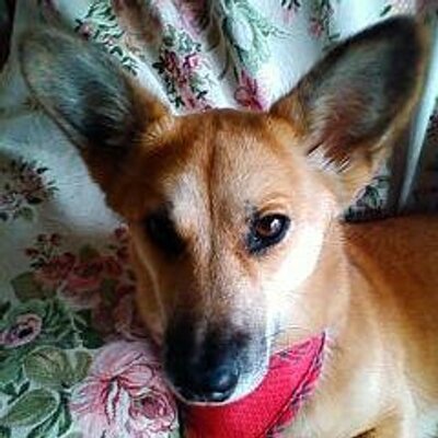 yama_53's profile picture. 自作を完成させたい創作者。発達障害。自閉症スペクトラム。TRPGとロボットを好む。ゾイドが好き。アーマードコアが好き。武装神姫が好き。なのに神経質でエロ耐性低め。拡張少女系トライナリーのbot。