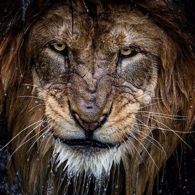 lion358 Profile Picture