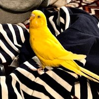 つぶあん (@r3dsbx8lpt3uhbh) Twitter profile photo