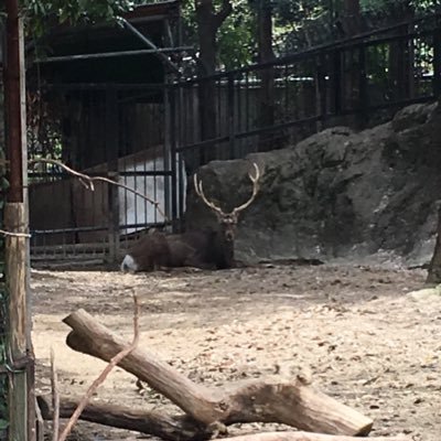 Shika_ysro's profile picture. 基本RT多、ツイート少なめ 絶賛色違い厳選中 学マスで月村手毬のPやってます