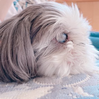 ヨルさんのプロフィール画像