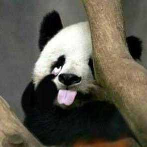 FuxVoid's profile picture. #NSFW  11cm小🐔，🐷，CB，喜欢电击，梦想是做一头肌肉精畜