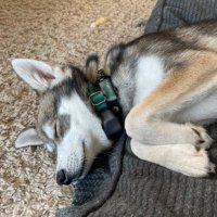 Gubsup (@gubsup) 's Twitter Profile