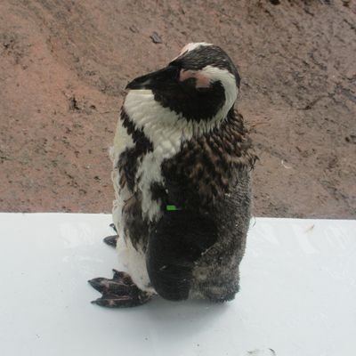 つちこさんのプロフィール画像