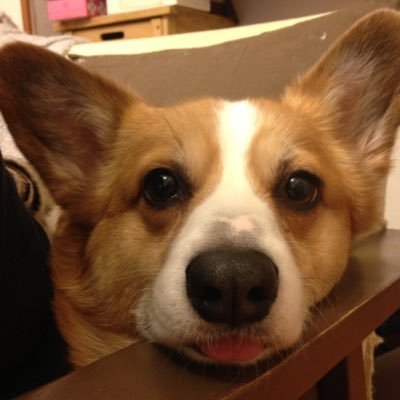 狐太郎さんのプロフィール画像