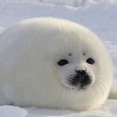 azarashino_5's profile picture. 