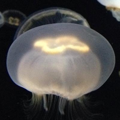 spring_ver5's profile picture. あるがままに〜