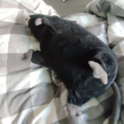 ShiroiMegu's profile picture. she/her, some of the stuff on this profile might be 🔞, so please be advised.