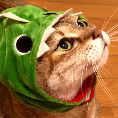 konkon_kt's profile picture. 