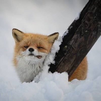 れのん(狐)－ 飯テロに釣られた－さんのプロフィール画像