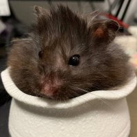 Yuuki Eden Kobayashi (@xenocrystsow) 's Twitter Profile