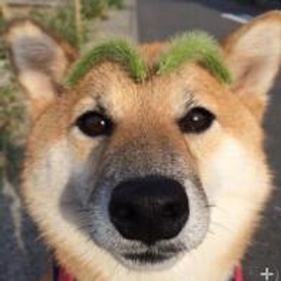 CuteBlastSamo's profile picture. 兴趣使然的⬆️