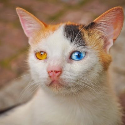 zuj1825's profile picture. 19-years-old, no pronouns