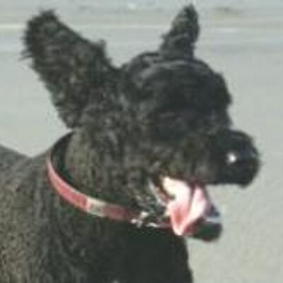Buster_sit's profile image