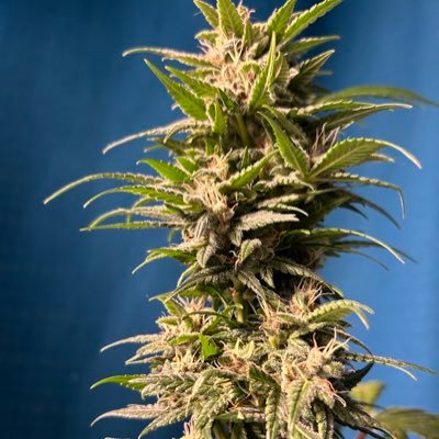 Cannabis grower & aspiring breeder. lolabudsgarden@gmail.com or https://t.co/g4jktZKBLI🌱 #StonerFam #CannabisCommunity #Canna