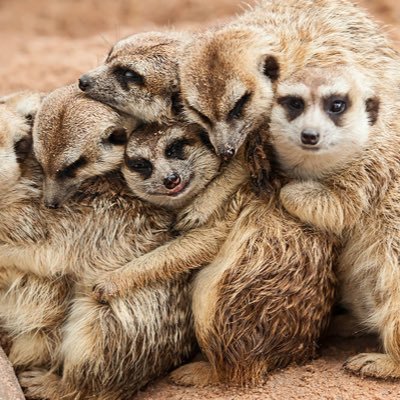 Follow for meerkat content 🌟🫡
