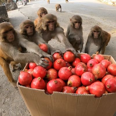 ❤ Be An Angel for Animals ❤
Donate 👇
( Esewa/Khalti 9808560765 )
( Gpay/Paytm 9667541950 )
