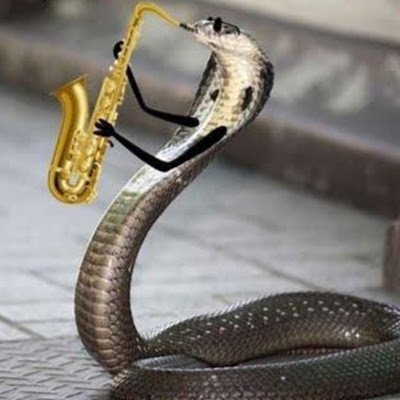SaxyForU's profile picture. 
