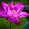 Sibel_ylmz1211's profile picture. 