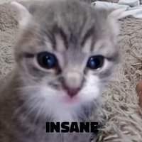 Rae (@tinker_quel) 's Twitter Profile
