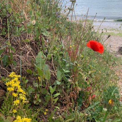 sofloer's profile picture. IDE complètement à l’Ouest . coup de foudre pour l’Andalousie et aussi le Portugal 🇵🇹 team rando .