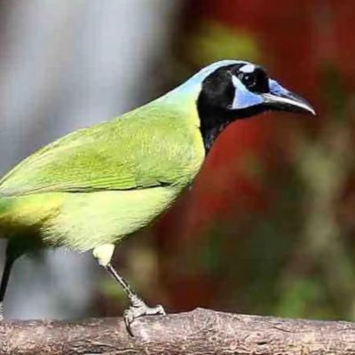 Love birds, nature, wildlife. Do you enjoy Birding? Butterflies? Nature? Fishing? Green Jay Cottage is your spot! *All photos are mine. **no porn, politics