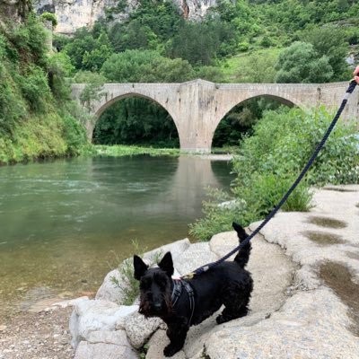 Scottish terrier out & about somewhere in Wales 🏴(sometimes London) with my mam. Monty went OTRB 🌈(02-04-21)