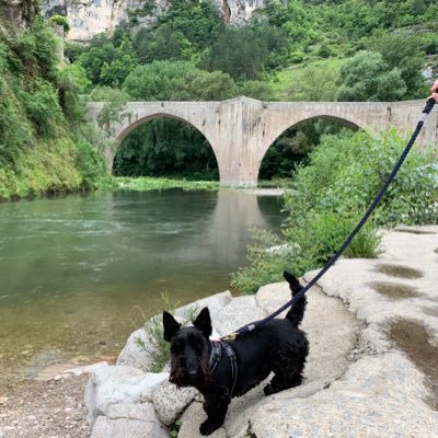 Scottish terrier out & about somewhere in Wales 🏴󠁧󠁢󠁷󠁬󠁳󠁿(sometimes London) with my mam. Monty went OTRB 🌈(02-04-21)