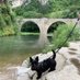 Mefin the Scottish Terrier🐾🏴 (@westiemont) Twitter profile photo Mefin the Scottish Terrier🐾🏴 (@westiemont) Twitter profile photo