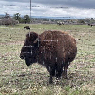 MatarelliMark's profile picture. 