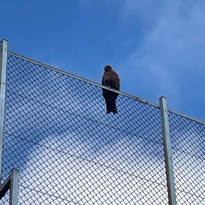 doratiyo555's profile picture. 株やってます。得意技は初動での早売りです。握力を鍛えたい！