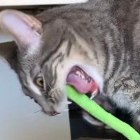 Butter Bubber Boober (@boobertoober) 's Twitter Profile Photo Butter Bubber Boober (@boobertoober) 's Twitter Profile Photo