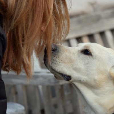 Dogs make the world go ‘round. Mom of Labs. J-E-T-S, Jets, Jets, Jets.